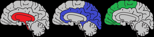 You can do this yourself with some brain clip art